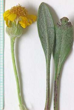 Image of woolly groundsel