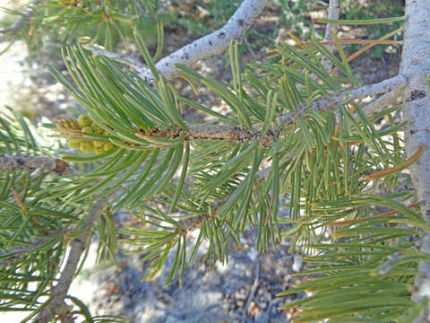 Image of Colorado Pinyon