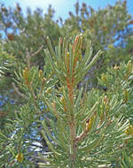 Image of Colorado Pinyon