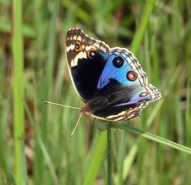 Image de Junonia orithya ocyale Hübner (1816)