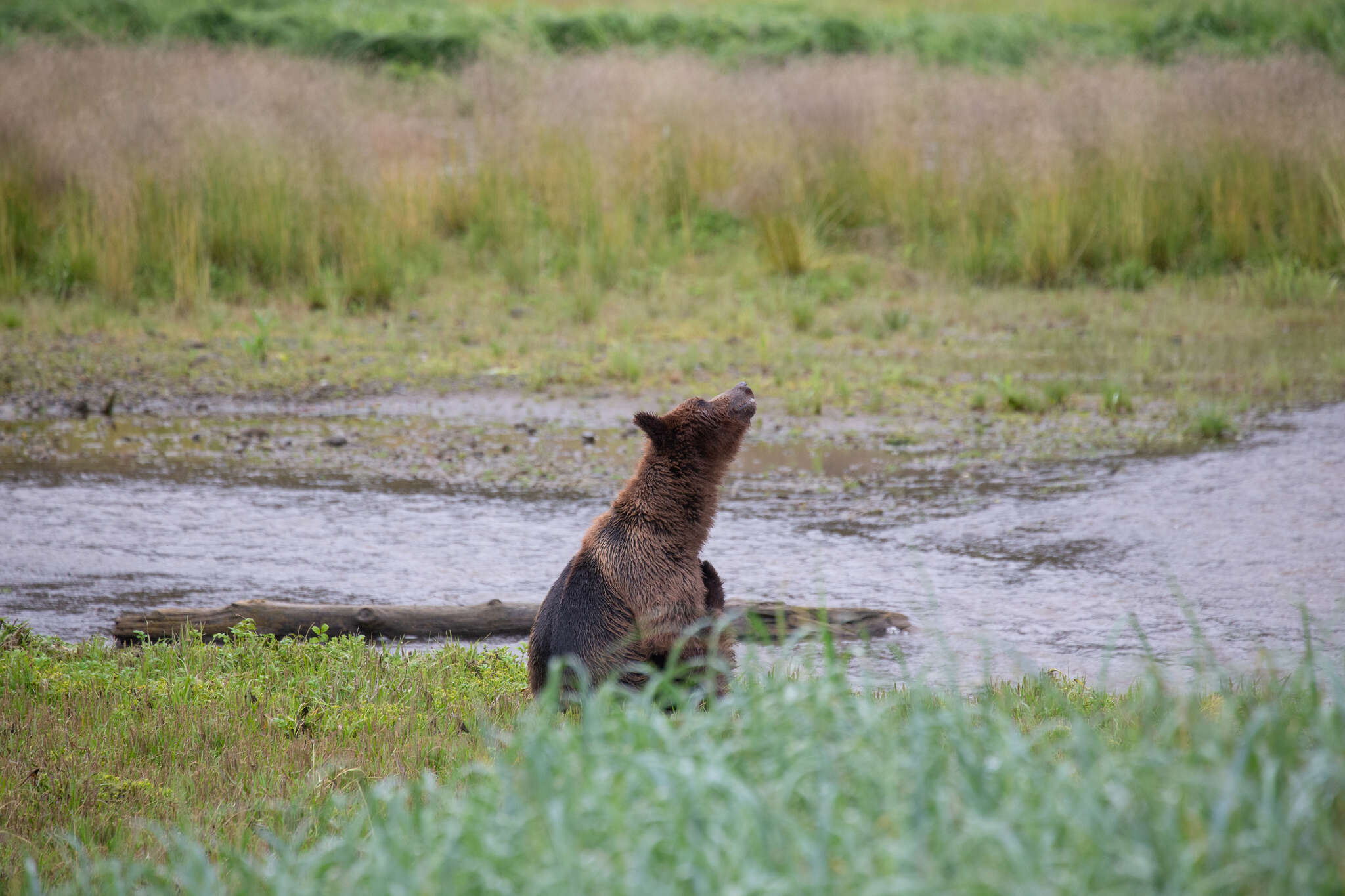 Image of Ursus arctos sitkensis Merriam 1896