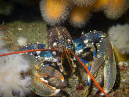 Image of Common lobster