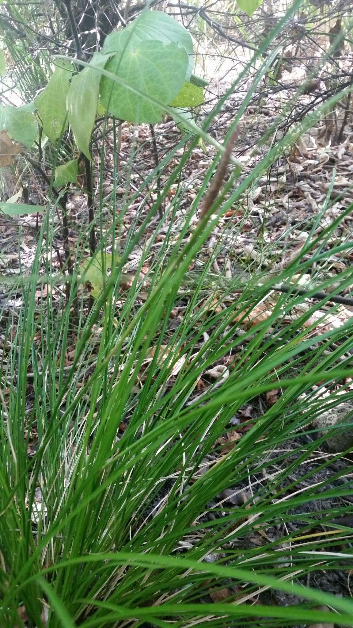 Image de Carex uncinata L. fil.