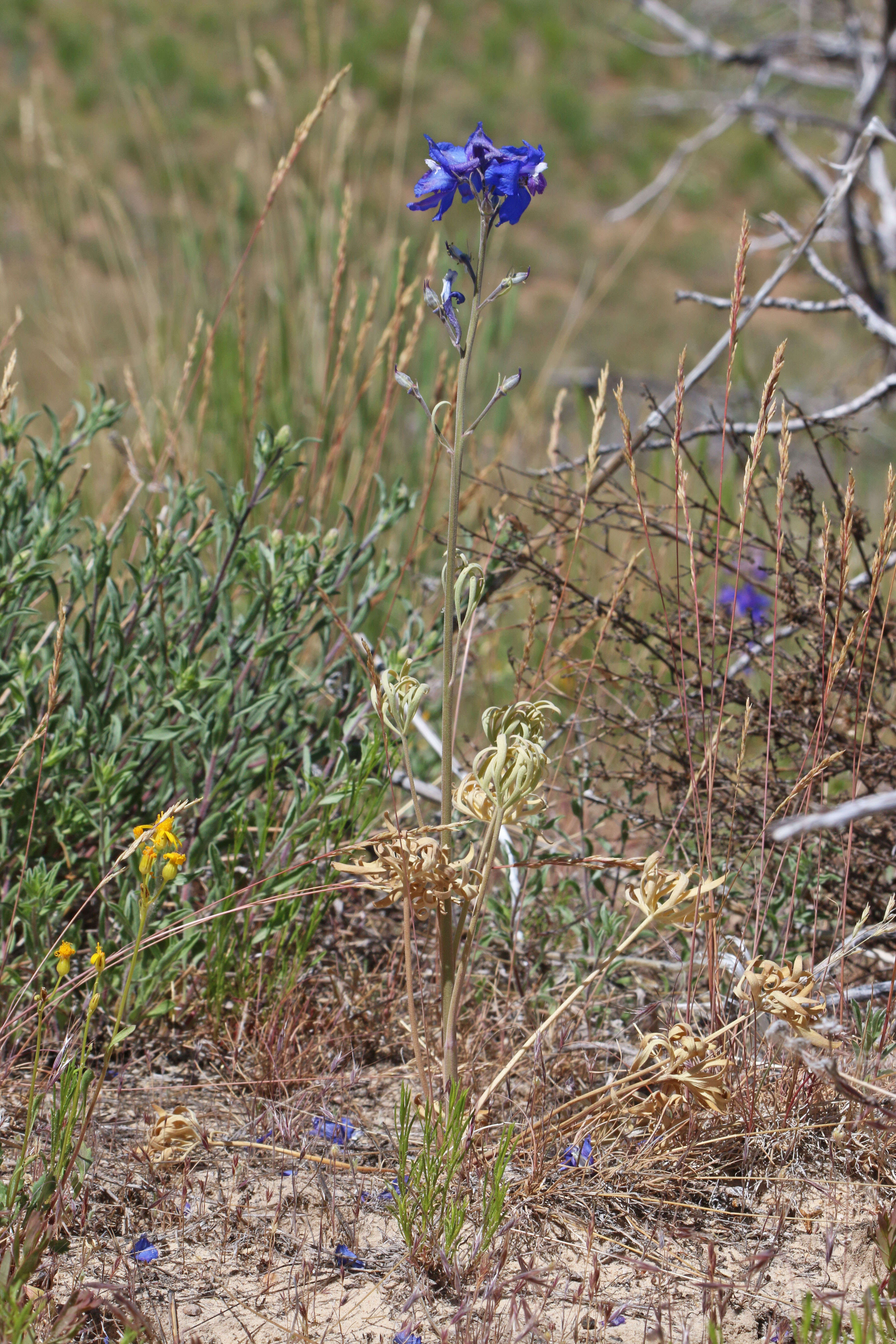 Image of twolobe larkspur