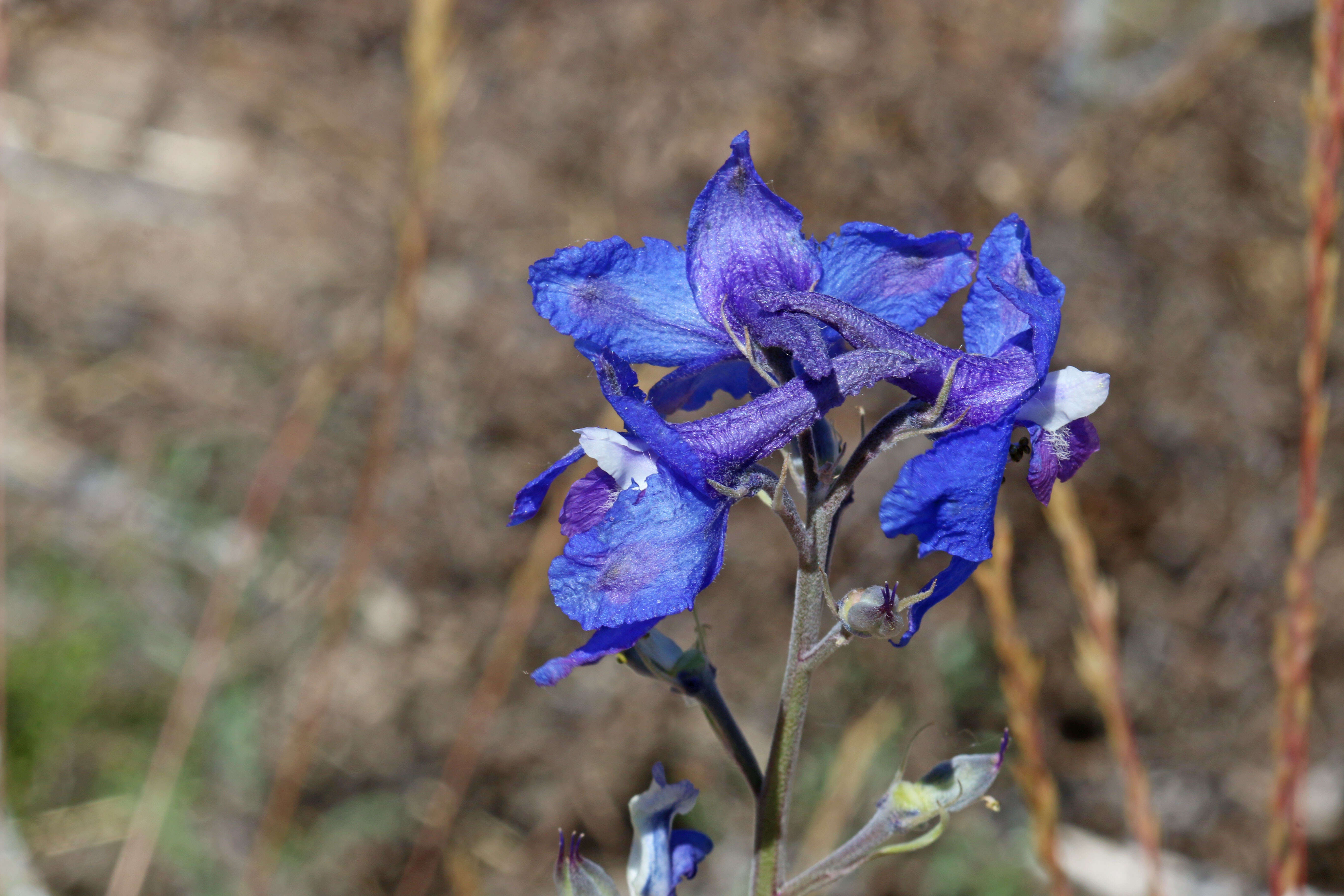 Image of twolobe larkspur