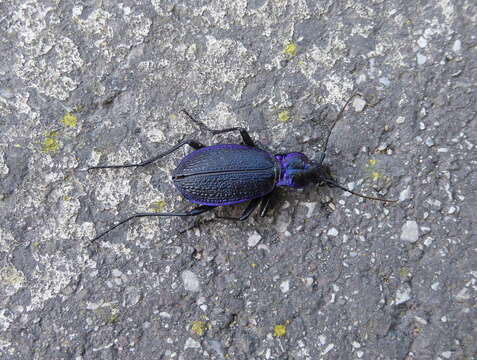 Image of Blue Ground Beetle