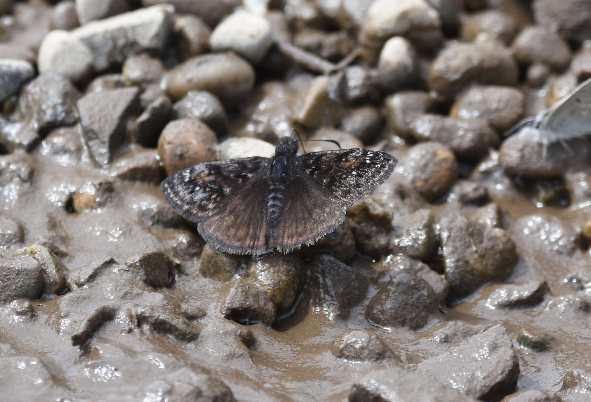 Image of Erynnis pacuvius Lintner 1878