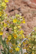 Image of Brenda's yellow cryptantha