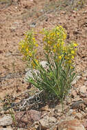 Image of Brenda's yellow cryptantha