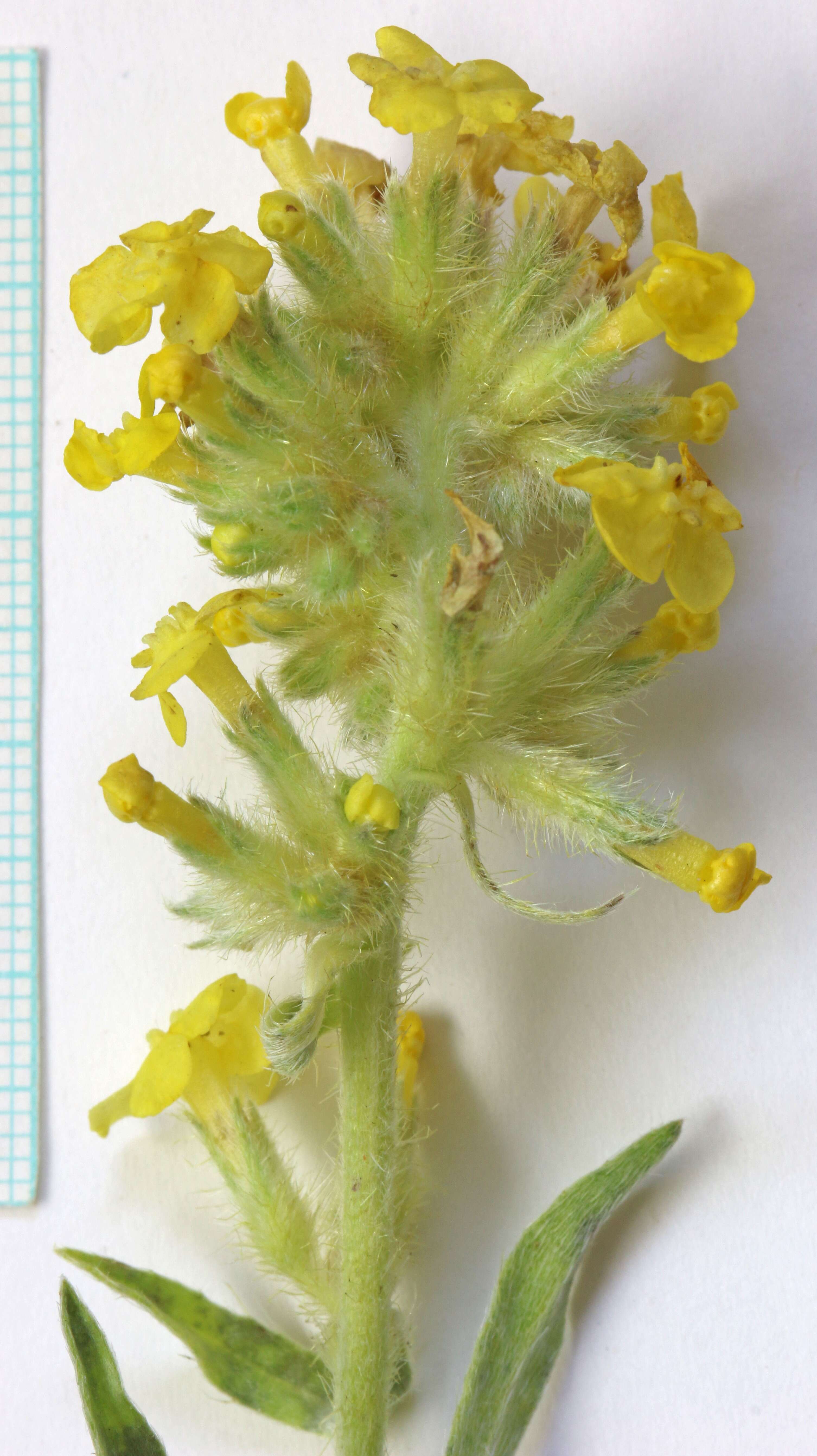 Image of Brenda's yellow cryptantha