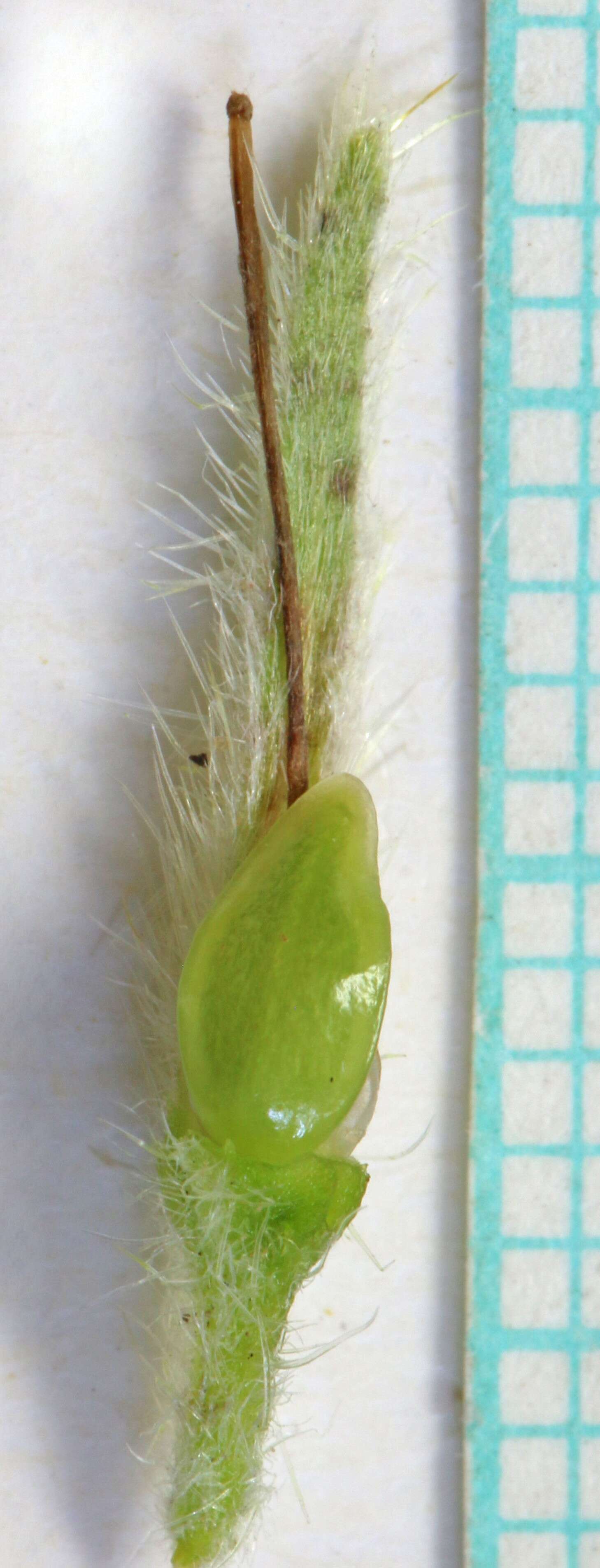 Image of Brenda's yellow cryptantha