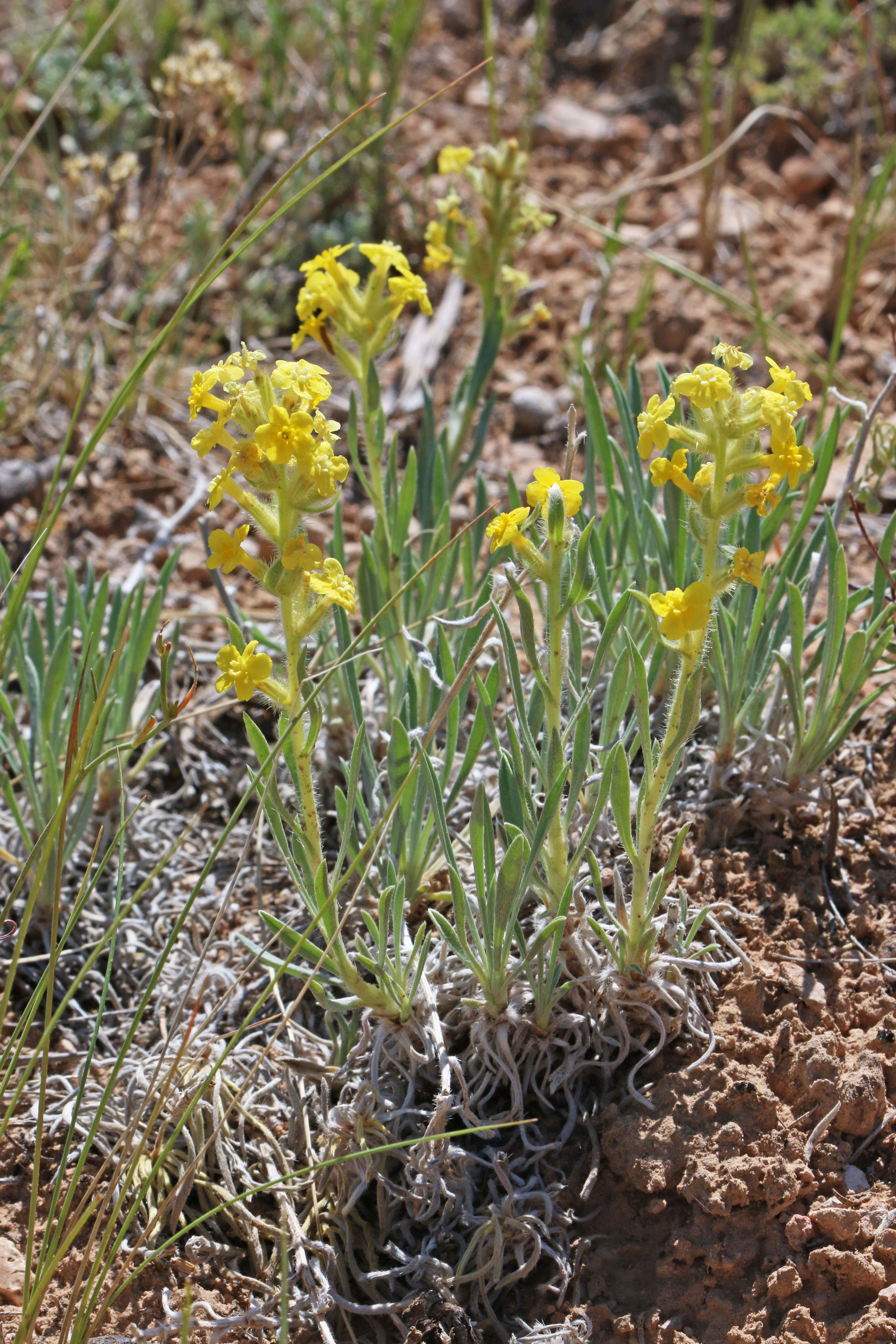 Image of Brenda's yellow cryptantha