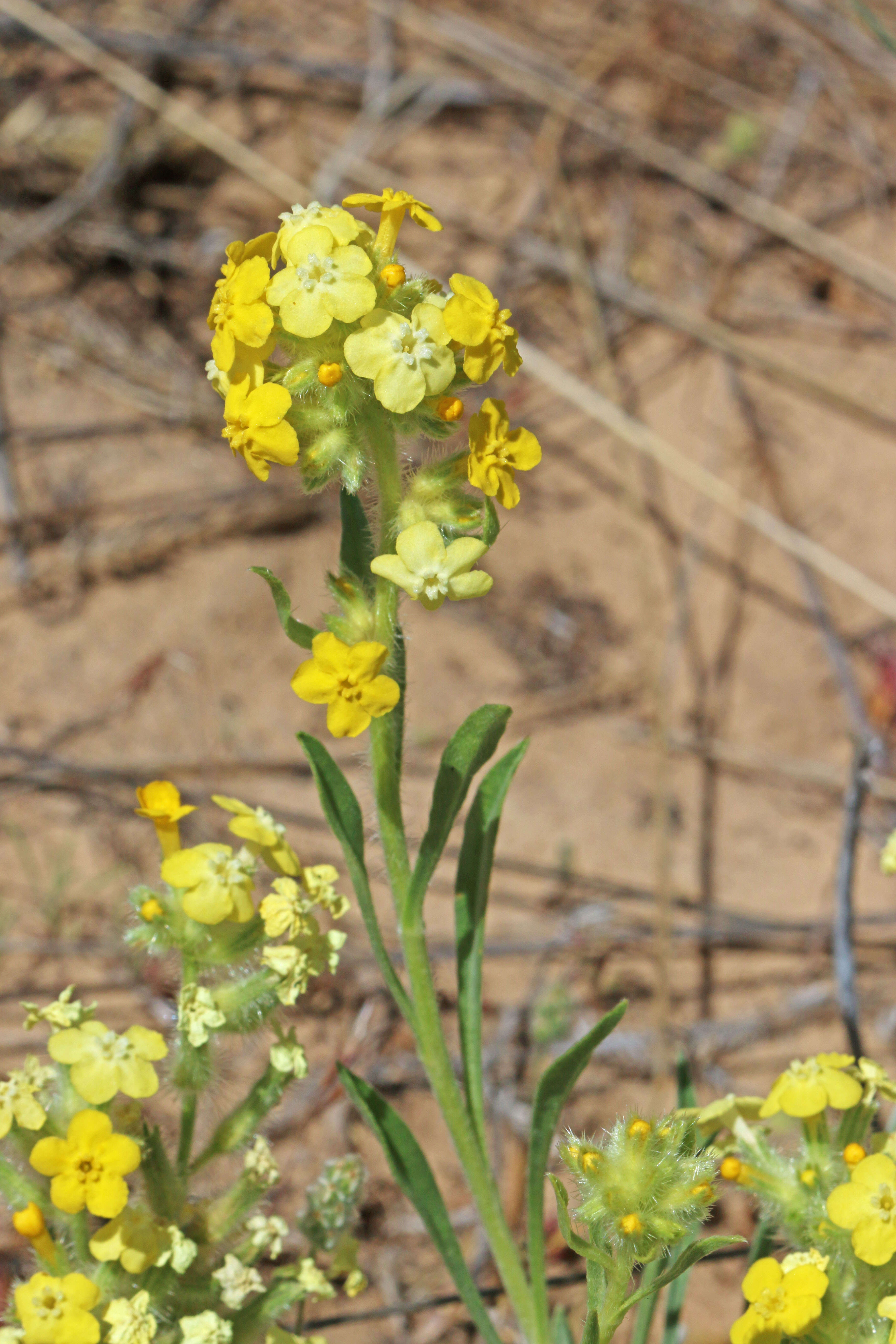 Image of Brenda's yellow cryptantha