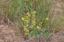 Image of Brenda's yellow cryptantha