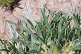 Image of Brenda's yellow cryptantha