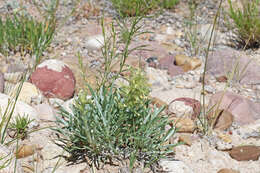 Image of Brenda's yellow cryptantha