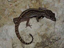 Image of Yucatan Banded Gecko