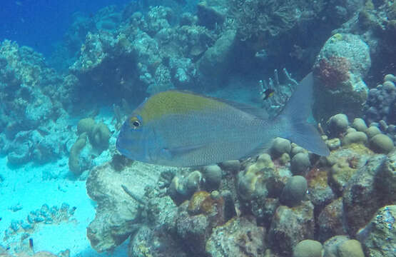 Image of Goat's Head Porgy