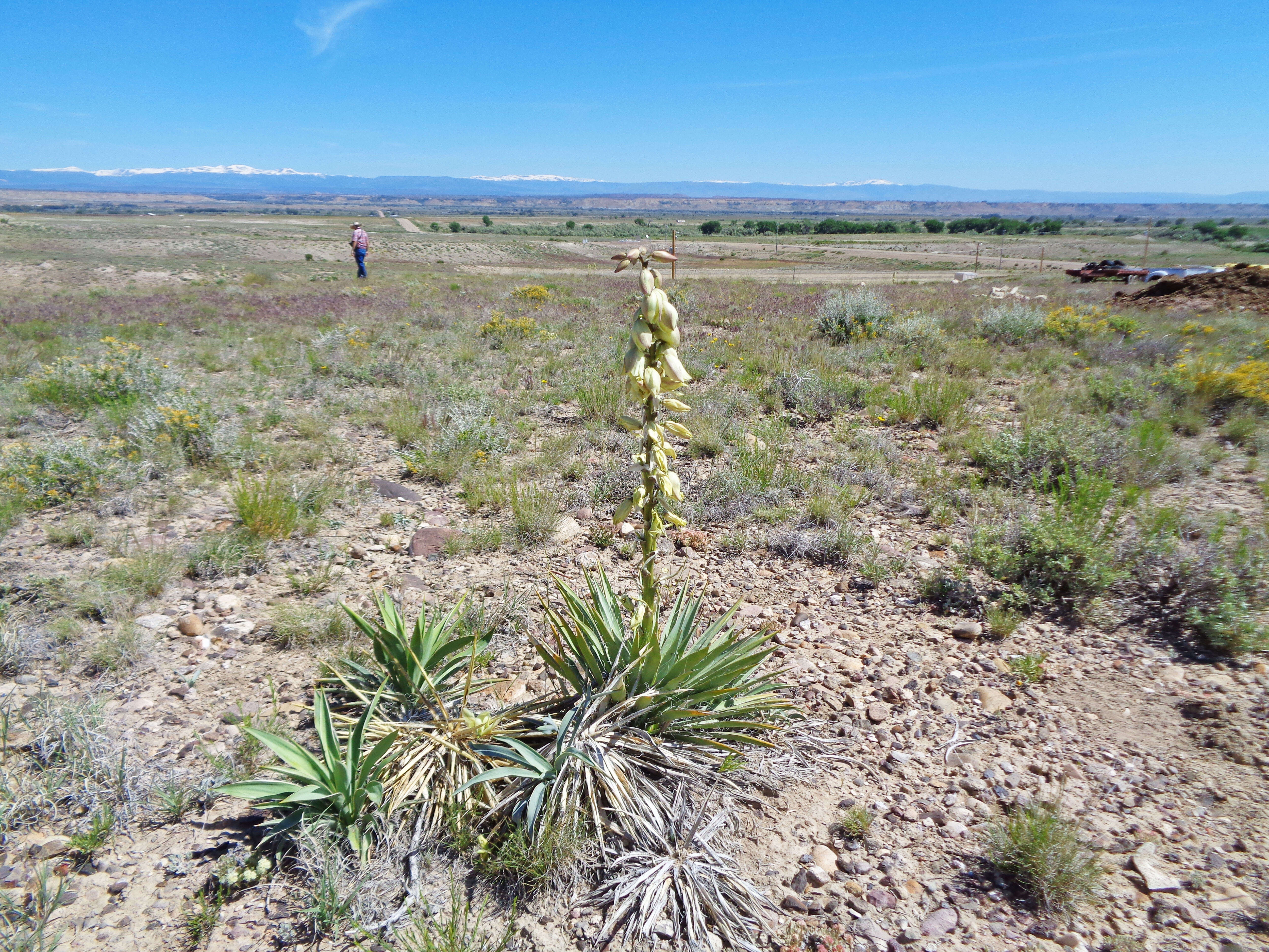 Image of Spanish bayonet