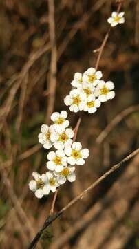 Image of Spiraea prunifolia var. pseudoprunifolia (Hayata ex Nakai) H. L. Li