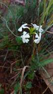 Image of Chascanum cuneifolium (L. fil.) E. Mey.