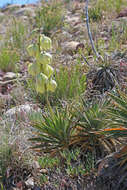 Image of Spanish bayonet