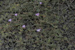 Image of showy dewflower