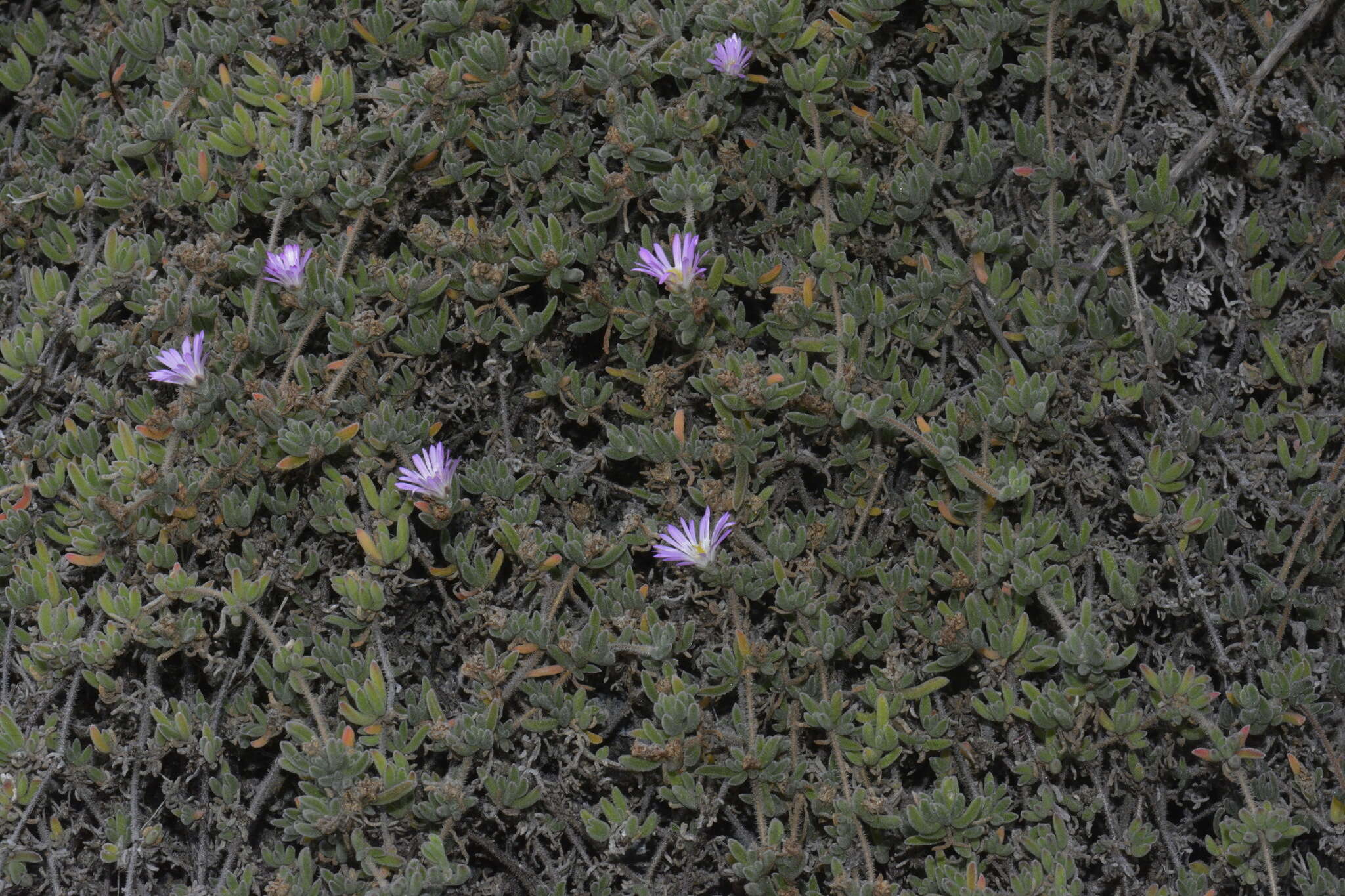 Image of showy dewflower