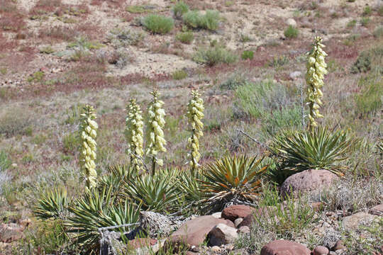 Image of Spanish bayonet