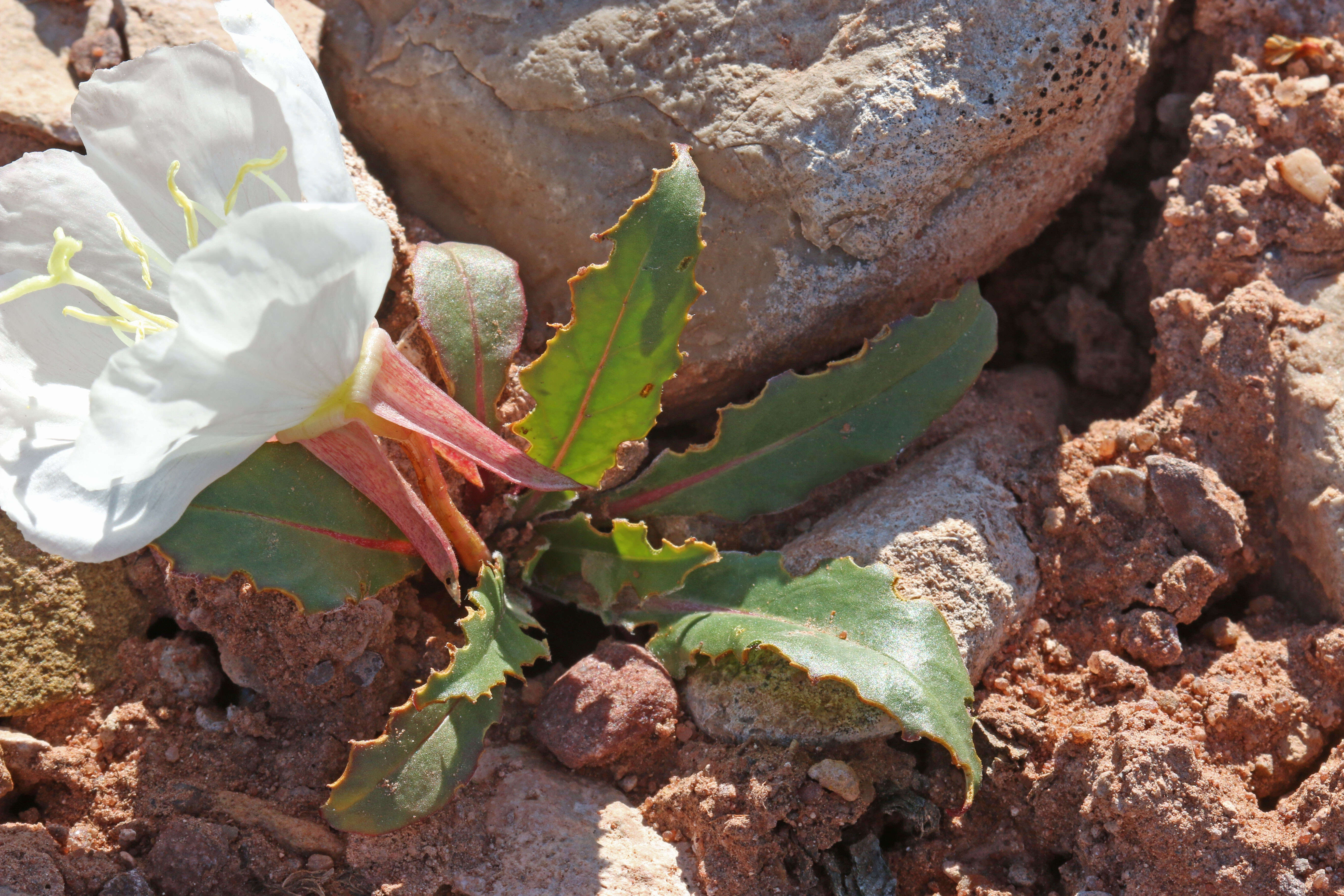 Image de Oenothera cespitosa Nutt.