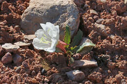 Oenothera cespitosa Nutt. resmi