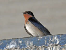 Image of Angola Swallow