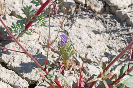 Image of cleftleaf wildheliotrope