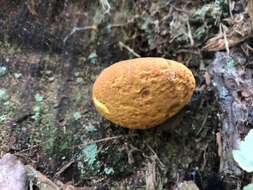 Imagem de Buchwaldoboletus lignicola (Kallenb.) Pilát 1969