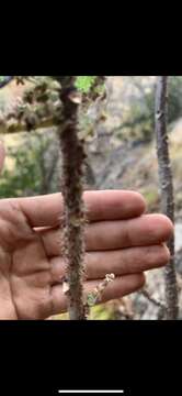 Image of Rock tree-nettle