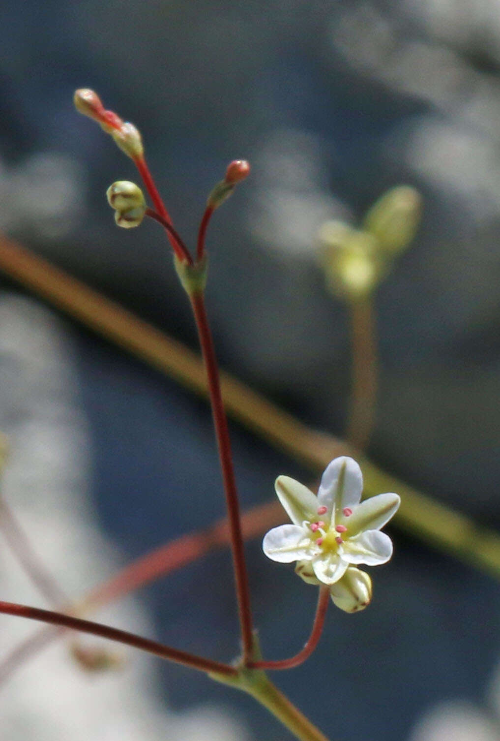 Imagem de Eriogonum