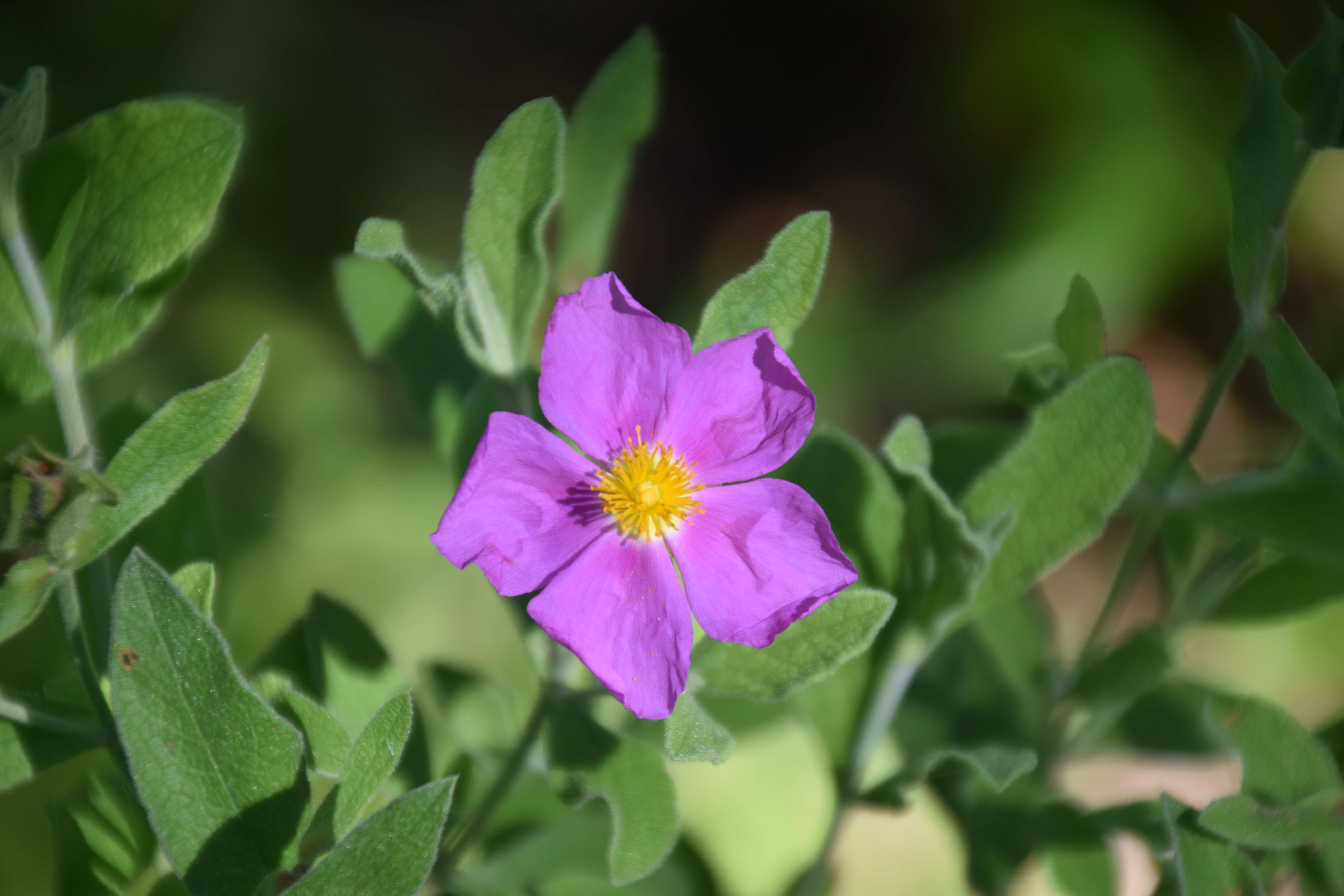 Imagem de Cistus albidus L.