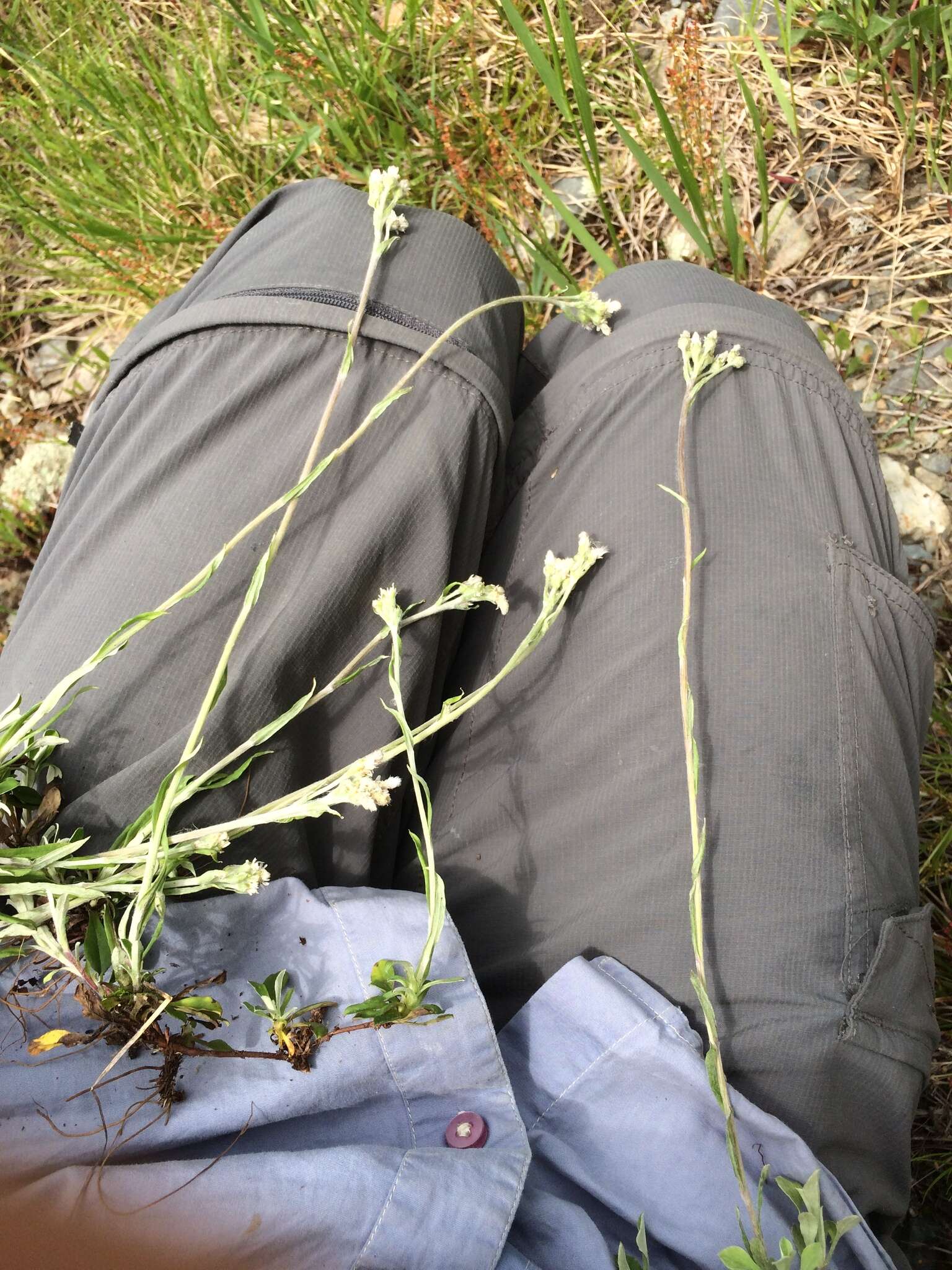 Imagem de Antennaria howellii subsp. neodioica (Greene) R. J. Bayer