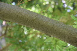Image of cherry silverberry