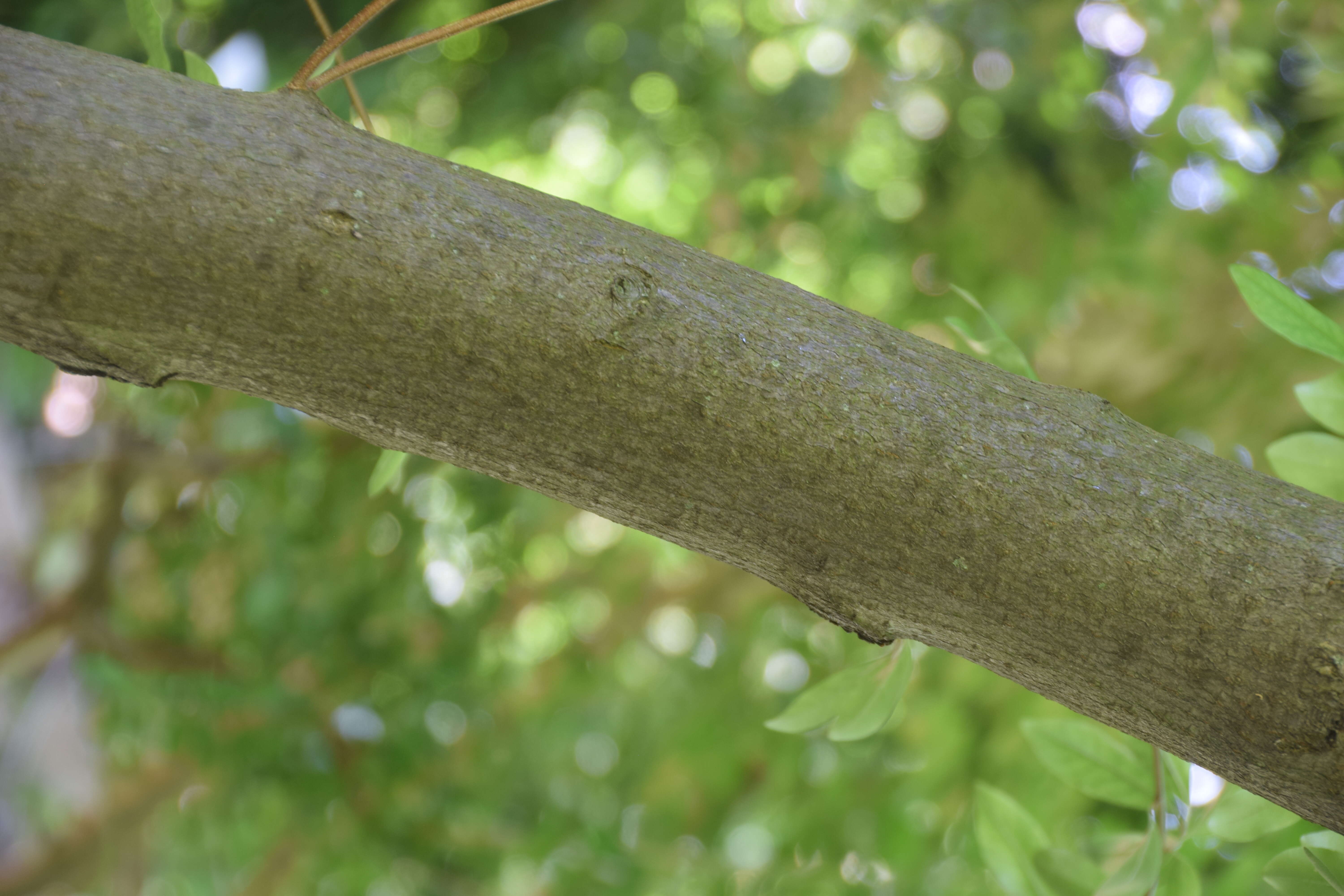 Image of cherry silverberry