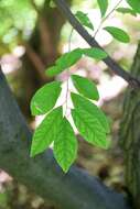 Image of cherry silverberry
