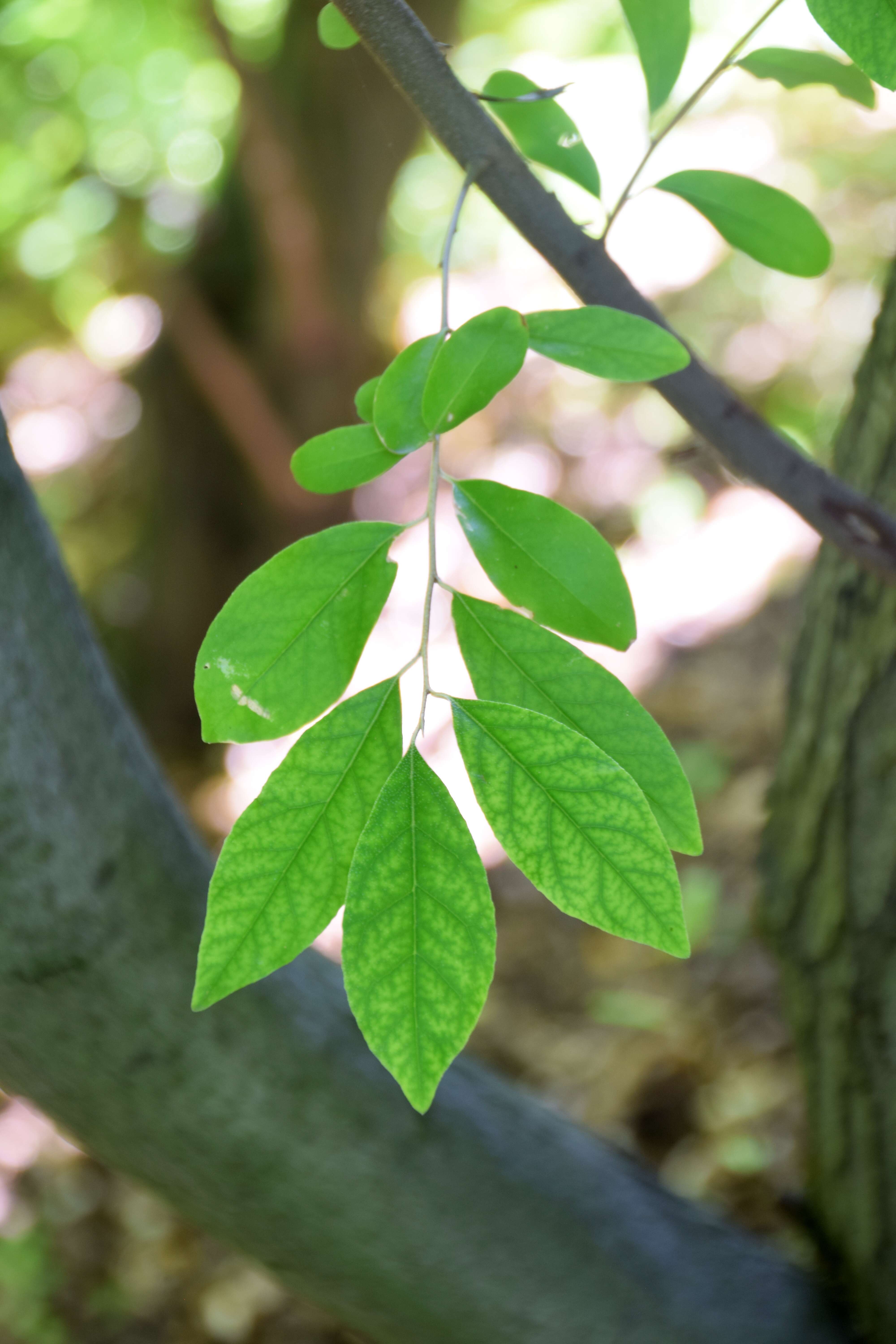 Image of cherry silverberry