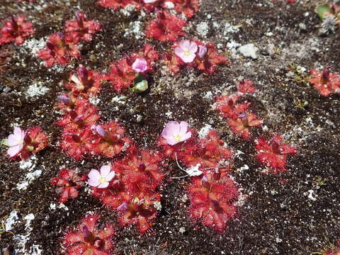 Image of Drosera acaulis L. fil.