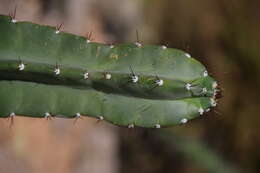 Cereus repandus (L.) Mill. resmi