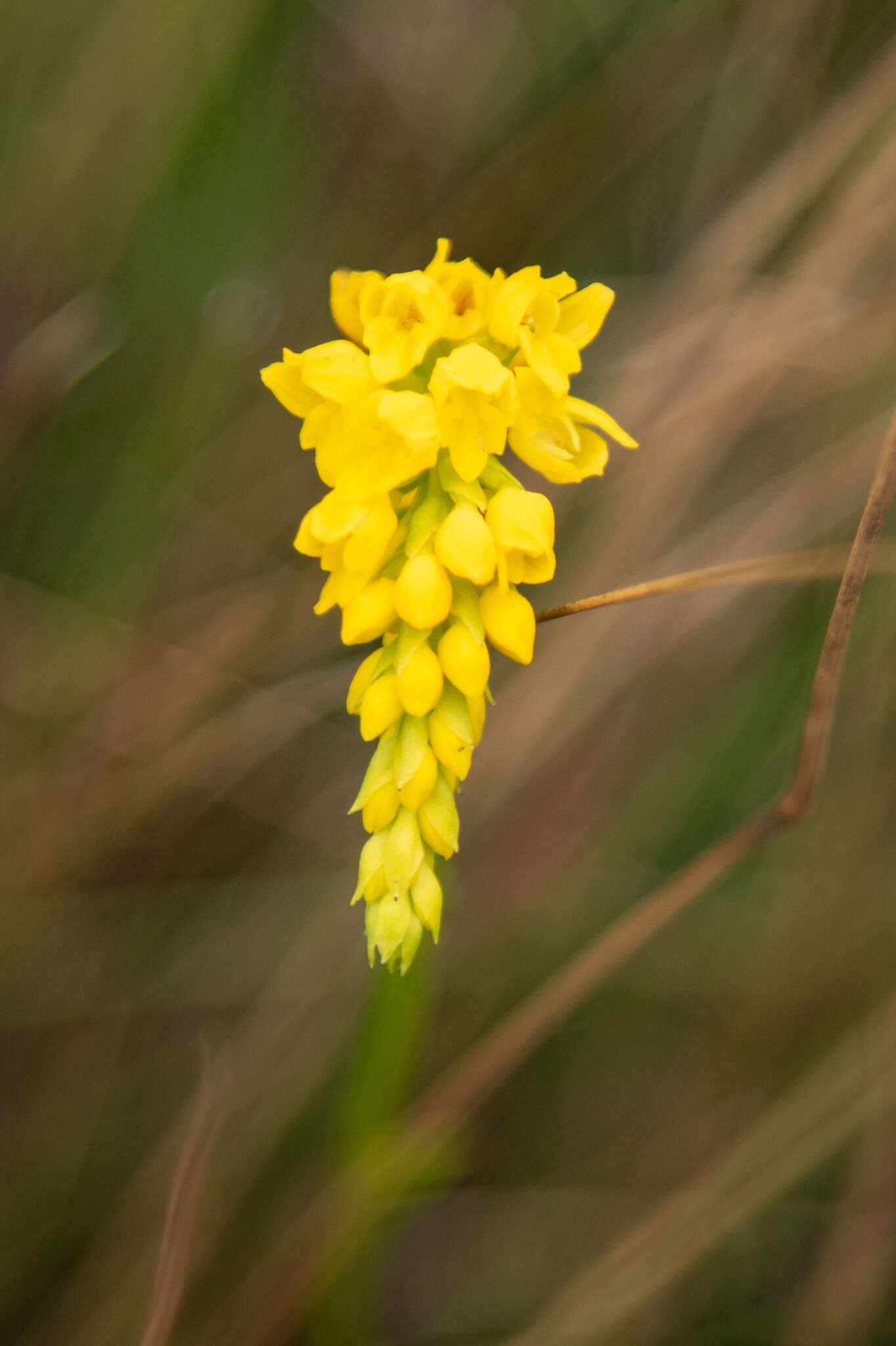 Schizochilus sulphureus Schltr. resmi