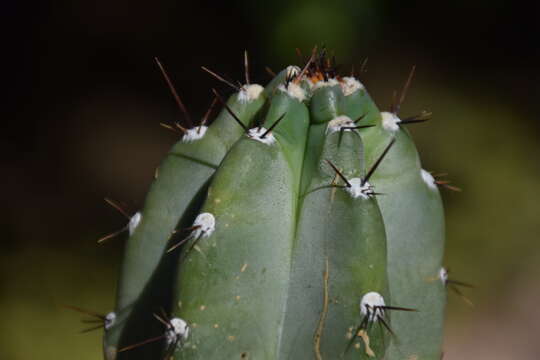 Cereus repandus (L.) Mill. resmi