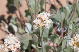 Image of cushion buckwheat