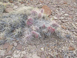 Image of Panhandle Prickly-pear