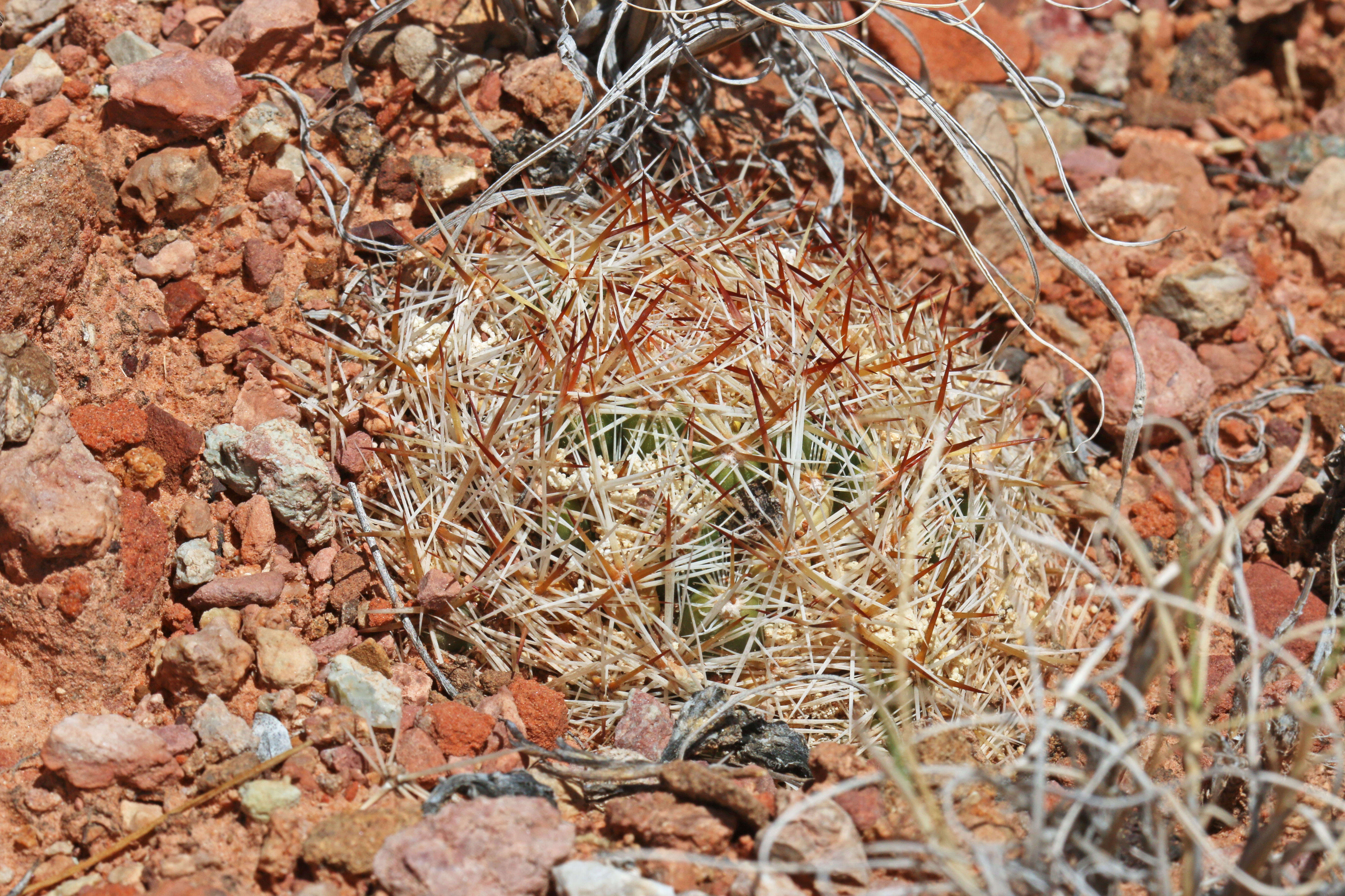 Image of Pincushion Cactus