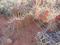 Image of Panhandle Prickly-pear